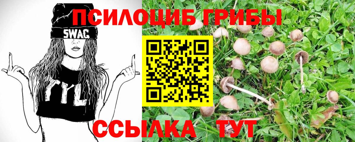 Псилоцибиновые грибы Psilocybe Армавир